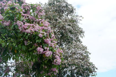 Low angle view of pink flowering tree