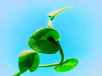Low angle view of plant against blue sky