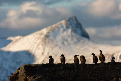 View of birds on rock