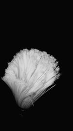 Close-up of white flower over black background