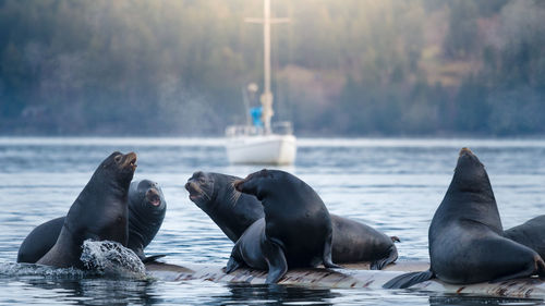 Close-up of sea lions swimming in sea