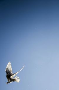 Low angle view of bird flying in sky