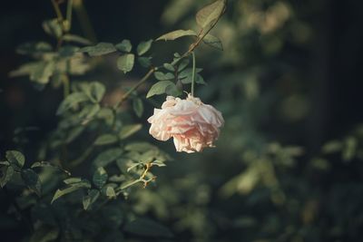 Close-up of rose plant