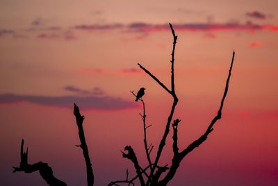 Silhouette plant against sky during sunset