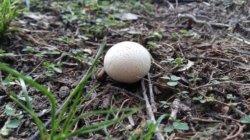 High angle view of eggs on field