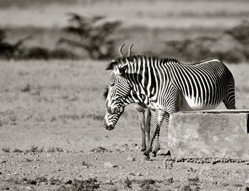 Side view of zebra on field