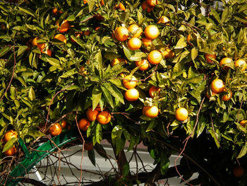 Close-up of fruits on tree