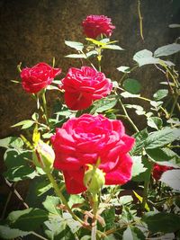 Close-up of pink rose