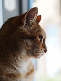 Close-up of cat looking away