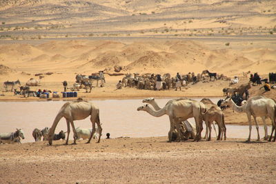 Nomads and their herds at a water hole in north sudan