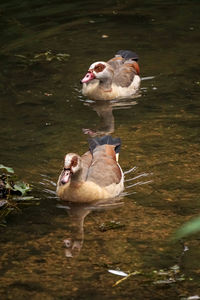 Ducks in lake