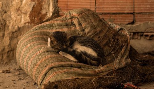 View of sleeping cat resting