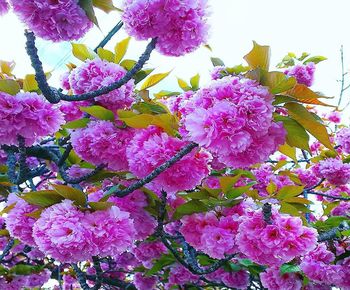 Close-up of pink flowering plant