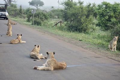 View of cats relaxing on road
