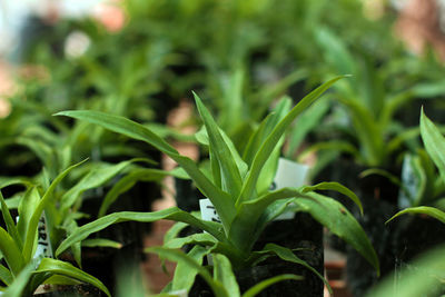 Close-up of crops growing on field