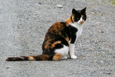 Cat sitting in a city