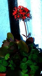 Close-up of red potted plant against wall