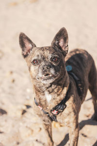 Close-up portrait of dog