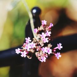 Close-up of flowers blooming outdoors