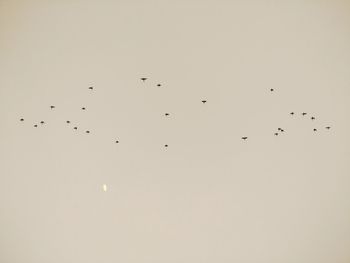 Low angle view of birds flying in the sky