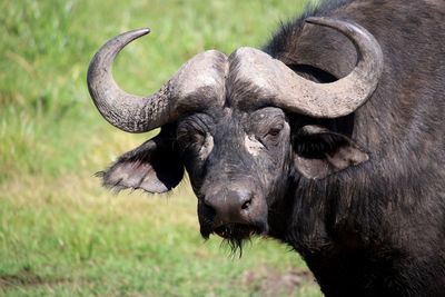 Portrait of water buffalo on field