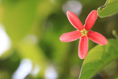 Close-up of periwinkle blooming outdoors