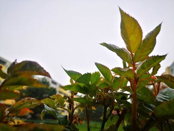 Close-up of fresh green leaves against clear sky