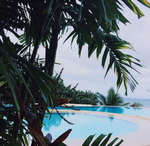 Palm tree by swimming pool against sky