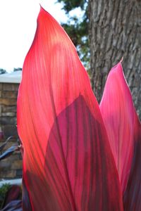 Close-up of red leaf