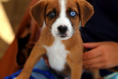 Closeup of small odd-eyed mixed-breed tan and white dog on its owner's knees staring intently 