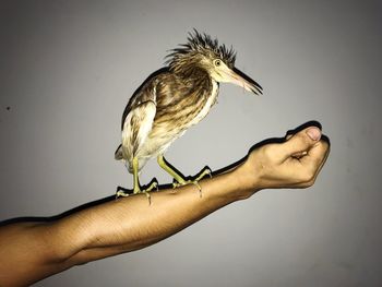 Person holding bird perching on hand