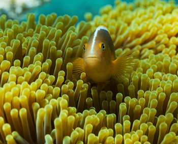 Close-up of fish swimming in sea