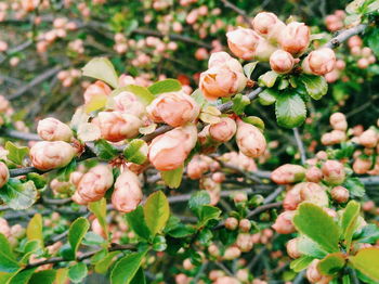 Close-up of pink flowers