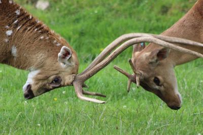 Close-up of deer on grass