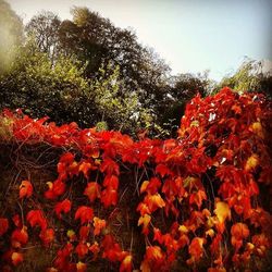 Red flowers blooming in park