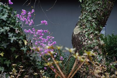 Close-up of purple flowers on tree trunk