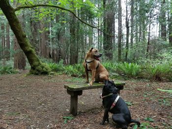 Pit bull terriers against trees at forest