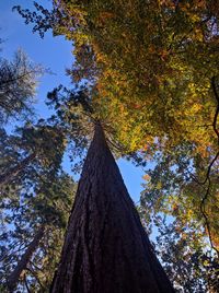 Low angle view of tree against sky