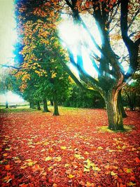 tree