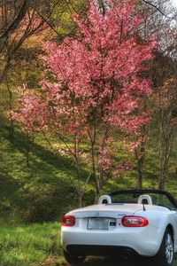 Car on tree during autumn