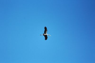 Low angle view of bird flying against clear blue sky