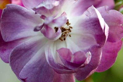 Close-up of pink flower