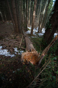 High angle view of sunlight falling on trees in forest