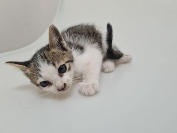 Portrait of kitten on white background