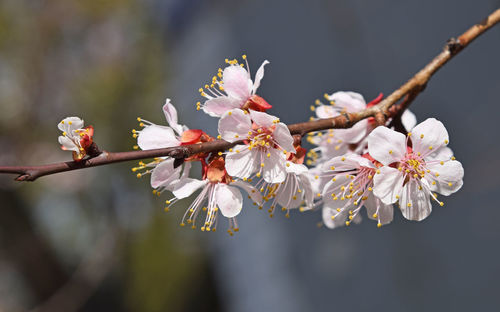 Close-up of apple blossoms in spring