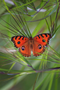 Close-up of butterfly on leaf