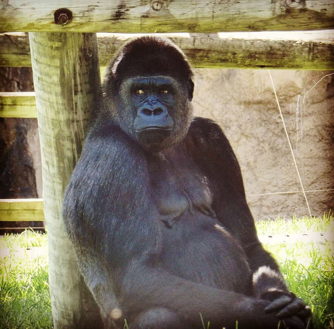 one animal, mammal, animal themes, day, gorilla, no people, looking at camera, portrait, sitting, animals in the wild, outdoors, grass, nature, close-up