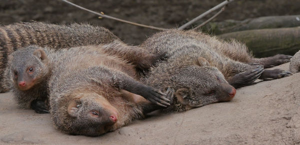 Banded mongoose