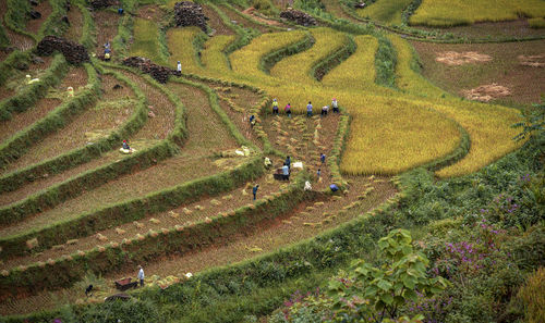 High angle view of rice field