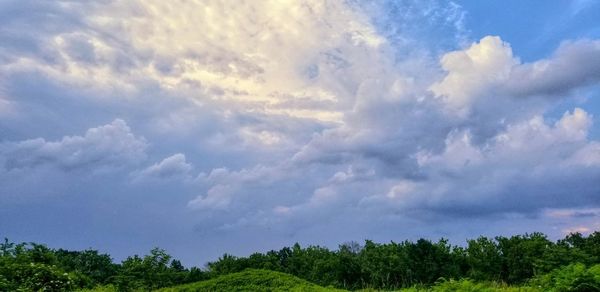 Low angle view of trees against sky